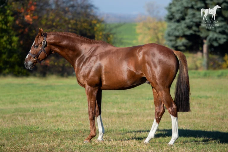 Bábolna National Stud – A Legacy of Arabian Horses (Western Hungary)3