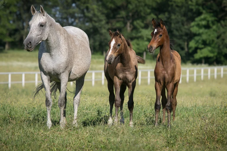 Bábolna National Stud – A Legacy of Arabian Horses (Western Hungary)4
