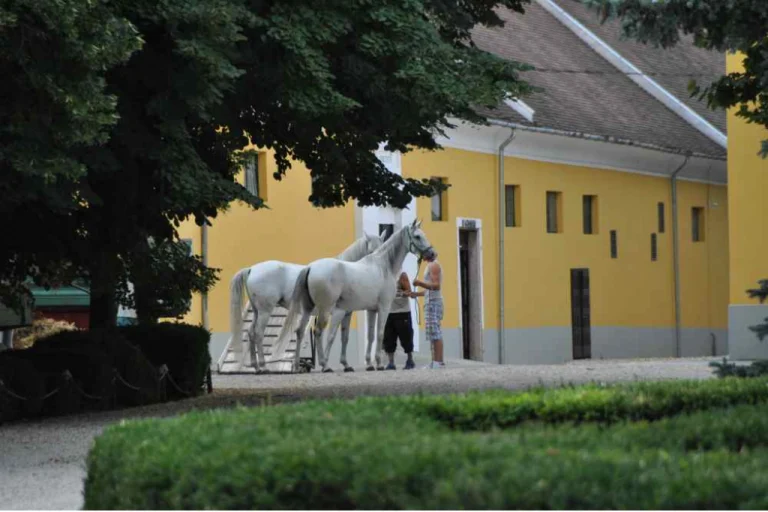 Bábolna National Stud – A Legacy of Arabian Horses (Western Hungary)5