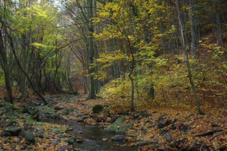 Bükk National Park – Hungary’s Largest Forest Reserve (Northern Hungary)5