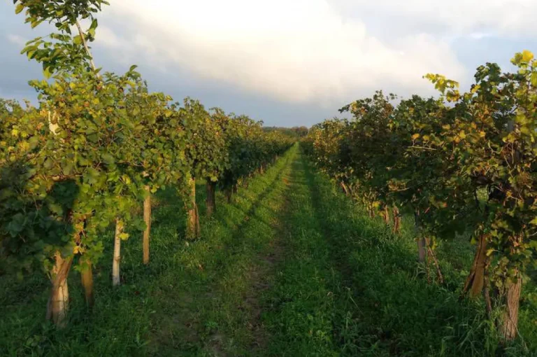 Etyek Wine Region – The Champagne Valley of Hungary (Near Budapest) 3