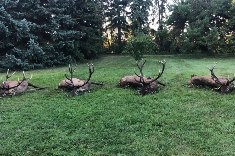 Gemenc Hunting Reserve – Elite Red Deer & Wild Boar Hunts (Southern Hungary, DanubeRegion)