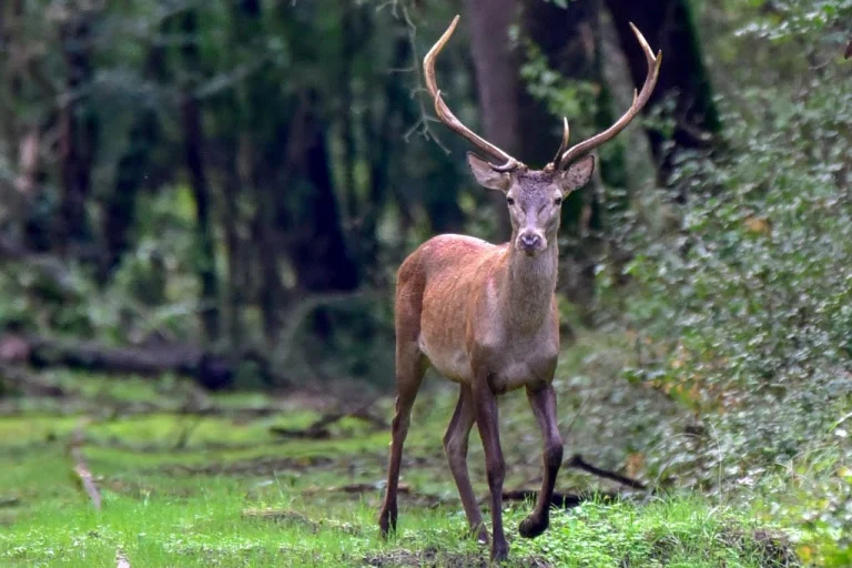 Gemenc Hunting Reserve – Elite Red Deer & Wild Boar Hunts (Southern Hungary, DanubeRegion) 3