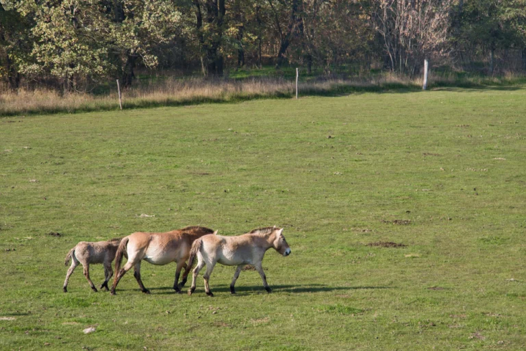 Hortobágy National Park – Traditional Horse Culture (Eastern Hungary) 1 (1)