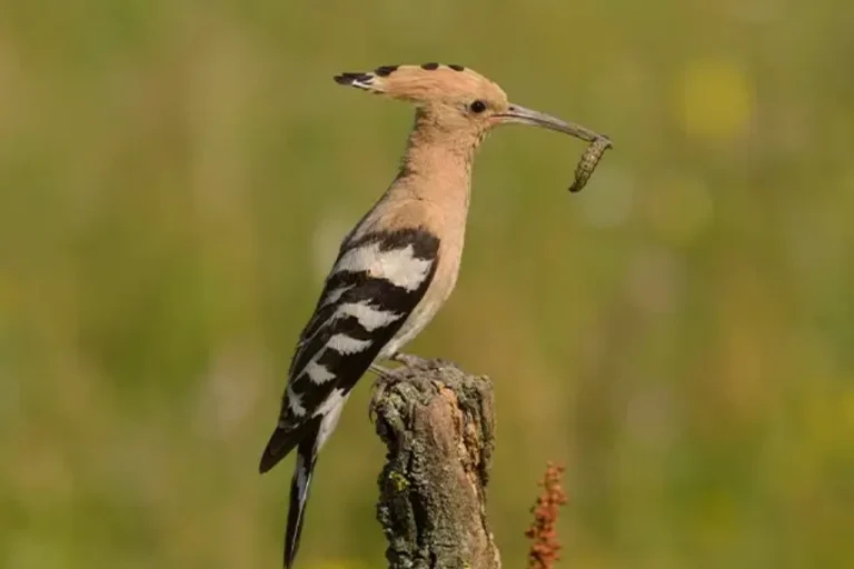 Kiskunság National Park 2