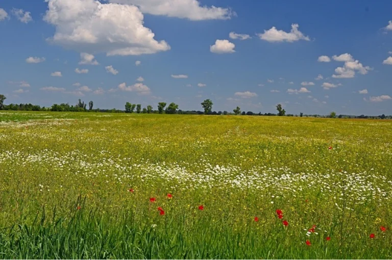 Kiskunság National Park – Hungary’s Desert-Like Landscape (Southern Hungary)