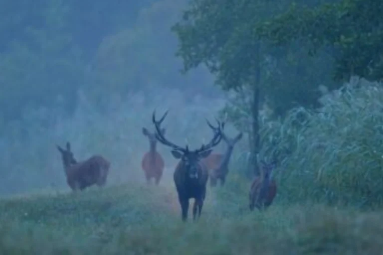 Somogy County Hunting Estate 1