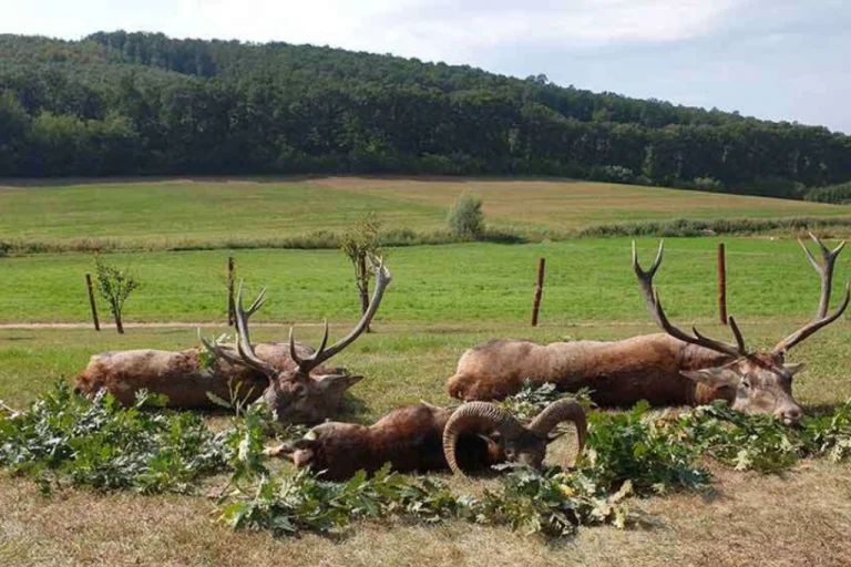 Somogy County Hunting Estate 2