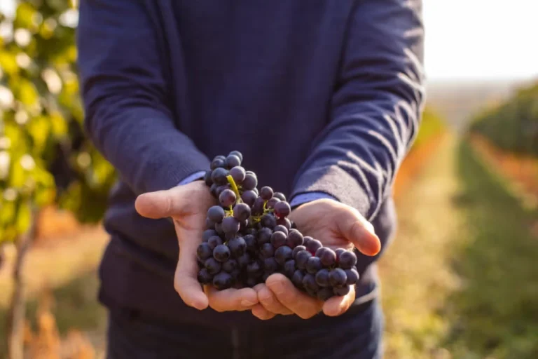 Sopron Wine Region – The Hungarian Burgundy (Western Hungary, Near Austria) 4