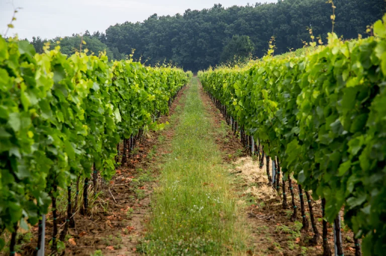 Szekszárd Wine Region – Hungary’s Boutique Red Wine Destination (Southern Hungary) 4