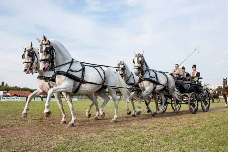 Szilvásvárad Lipizzaner Stud Farm