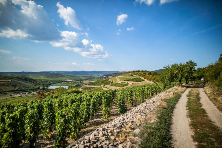 Tokaj Region1