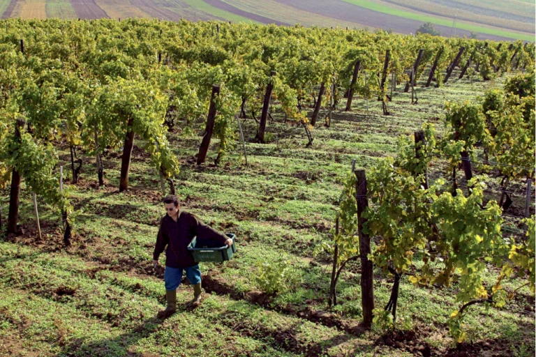 Tokaj Wine Region – The Land of Royal Wines (Northeastern Hungary, UNESCO WorldHeritage Site)1