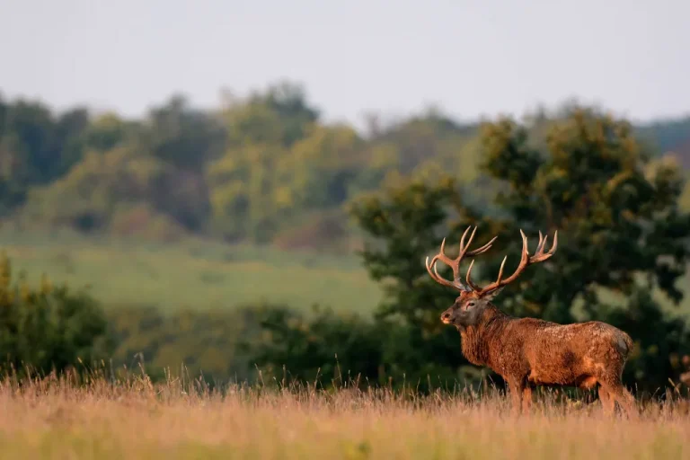 Vértes Hills Hunting Grounds – Classic Game Hunting Near Budapest (Central Hungary) 1