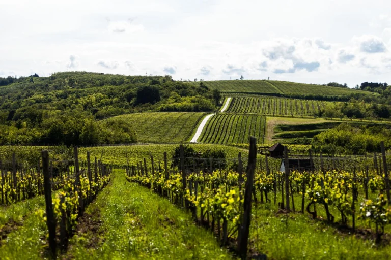 Villány Wine Region – Hungary’s Red Wine Capital (Southern Hungary) 1