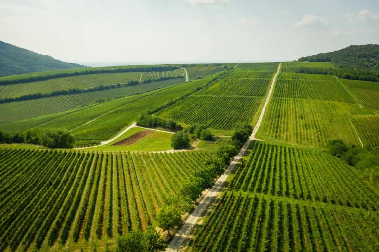 Villány Wine Region – Hungary’s Red Wine Capital (Southern Hungary) 2
