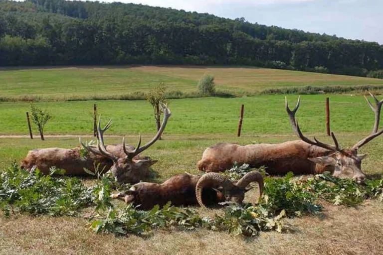 Zemplén Mountains Hunting Reserve – Mountainous Hunts in Northeastern Hungary2